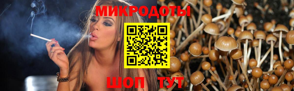Галлюциногенные грибы Psilocybe Ейск